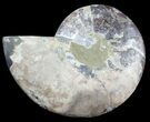 Cut Ammonite Fossil (Half) - Agatized #47724-1